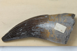 6. Pliosaur tooth